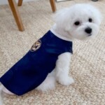 [Pet] Hanbok dress