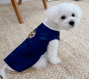 [Pet] Hanbok dress